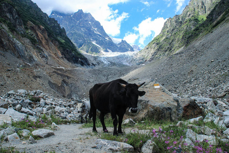 一头黑牛站在一个五颜六色的山谷里，背景是佐治亚州斯瓦尼蒂的乌什巴山。