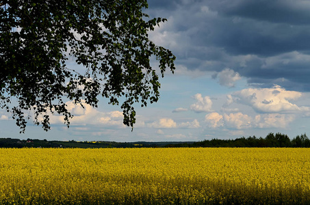 一个传统的乌克兰黄色和蓝色的景观，黄色的田野和蓝天，有云，棕色的地球，黄色的花朵，蓝色的阳光明媚的天空