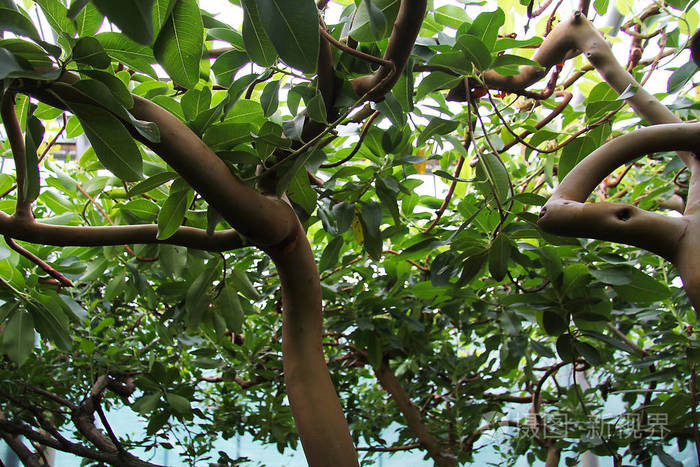 热带森林中没有树皮的树