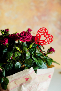 情人节花盆里的红玫瑰. 美丽的红花。可爱的一束鲜花。美丽清新的玫瑰装饰着一颗心。活动的贺卡, 假期的背景。我