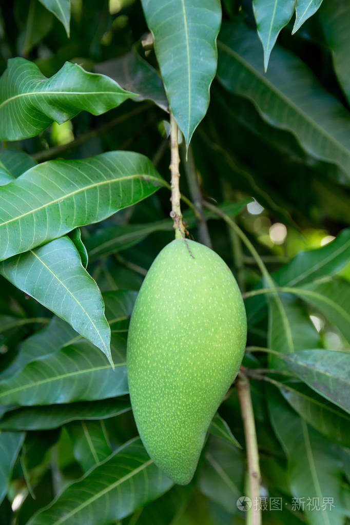 挂在芒果树上的未成熟的绿色芒果