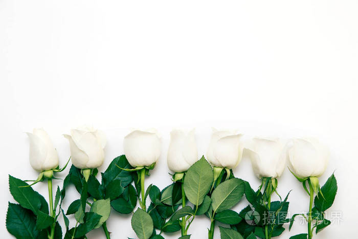 白玫瑰. 白色背景上的一束精致的玫瑰. 文本的地方.