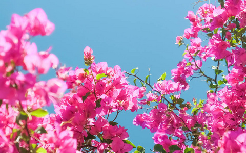 粉红色的花和蓝色的阳光天空，花卉背景，春季假期和妇女日的概念。 生命绽放