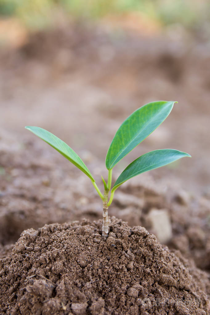 生长在土壤背景下的年轻绿色植物复制空间