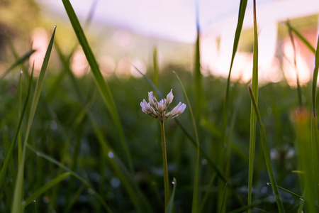 夏天的早晨，盛开的草甸花。 选择性聚焦。 植物的背景。