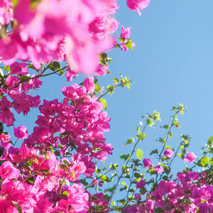 粉红色的花和蓝色的阳光天空，花卉背景，春季假期和妇女日的概念。 生命绽放
