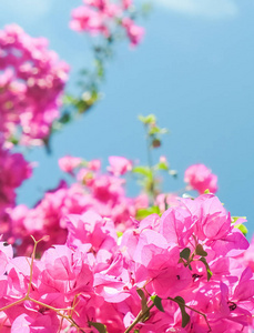 粉红色的花和蓝色的阳光天空，花卉背景，春季假期和妇女日的概念。 生命绽放