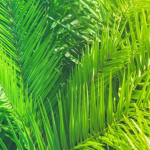 美妙的绿掌留下异国情调的假期植物学背景和夏季概念。 享受热带梦吧