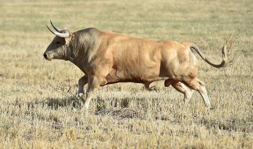西班牙的公牛用大角奔跑着的传统奇观照片