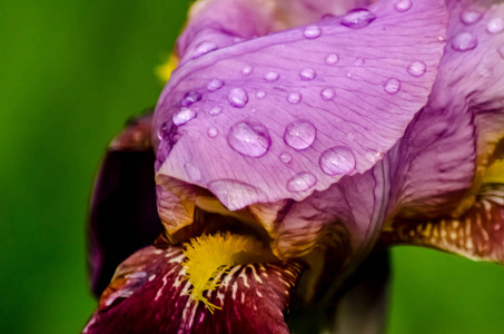 用滴雨的鸢尾花鸢尾花。 黄色和紫色的虹膜花正在花园里生长。