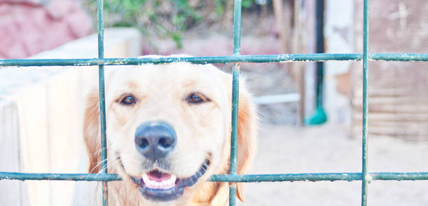 这是我第一只带着悲伤情绪的宠物拉布拉多犬。