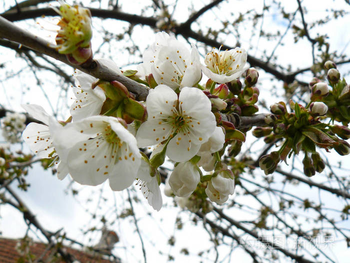 第一朵杏花. 春日开花的杏子