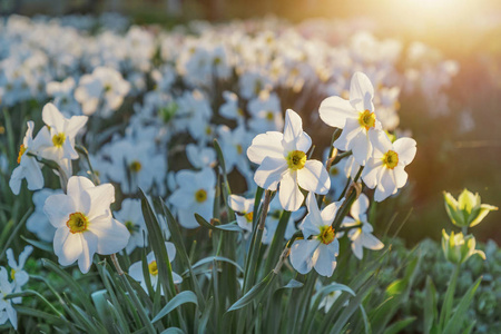 公园里盛开的美丽的白水仙花。傍晚柔和的阳光
