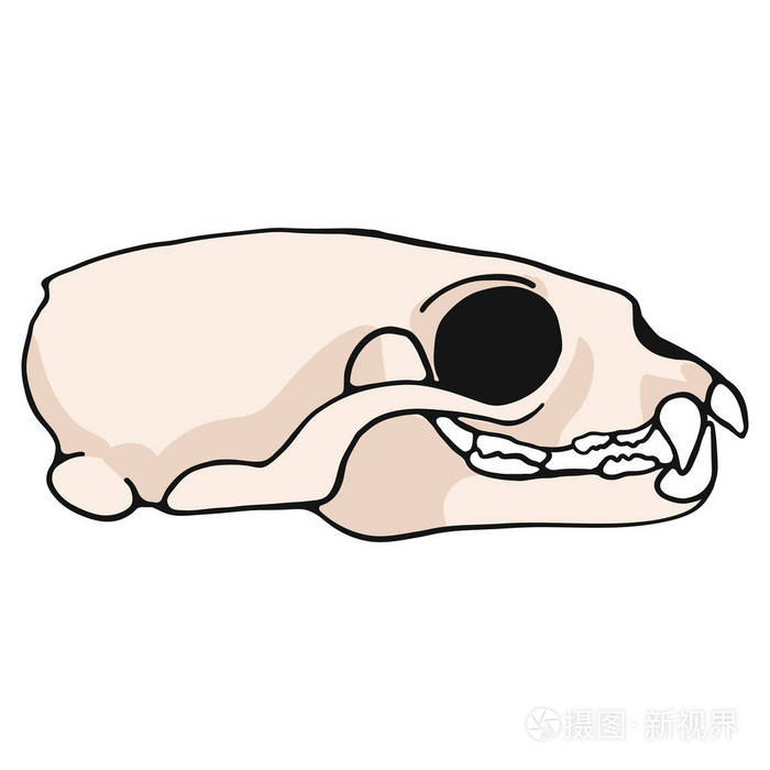 手绘孤立的黄鼠狼骨元素剪贴画,用于自然博客自然历史骨骼图形解蒲Ё
