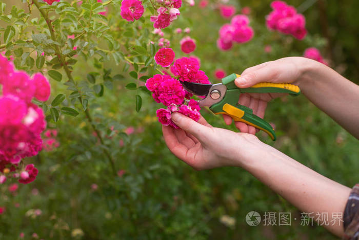 女孩修剪灌木丛玫瑰与割枝在花园在阳光夏日剪干玫瑰花女人特写的手