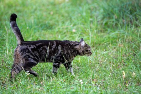 一只猫在散步，带着草，看着和玩家猫