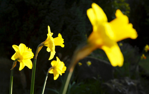 水仙花水仙花在英国花园里的特写