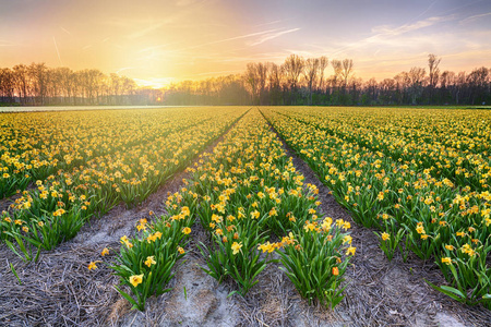 日落时，五颜六色的盛开的花田，有黄色的水仙花或水仙花。 受欢迎的旅游目的地。