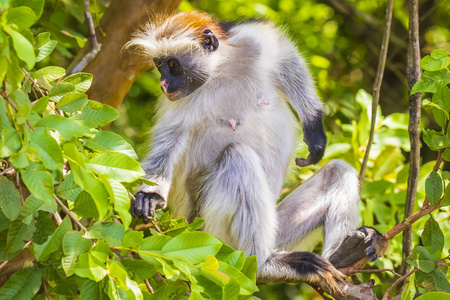 野生桑给巴尔红猴在绿色森林中。 琼扎尼奇瓦卡湾国家公园坦桑尼亚。