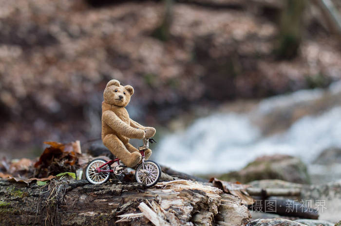 小泰迪熊在春林里骑自行车