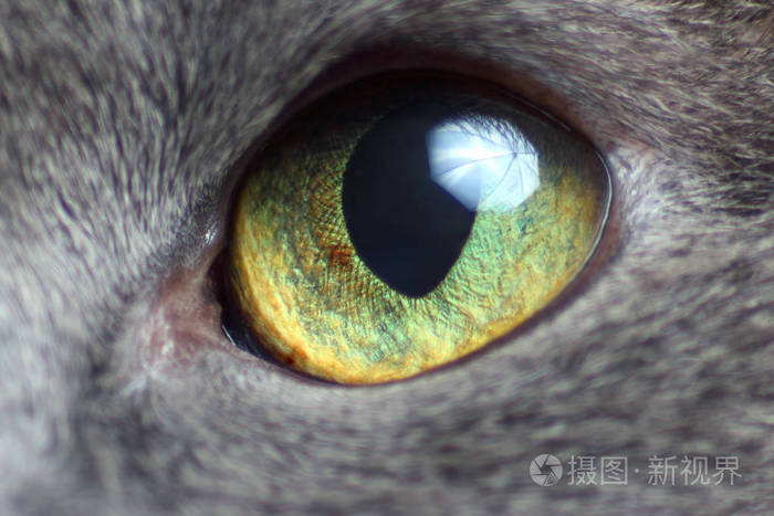 灰猫的眼睛闭上了照片-正版商用图片188rsu-摄图新视界