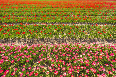 五颜六色的荷兰粉红色郁金香在阳光明媚的蓝天下在荷兰的花田和风车上绽放
