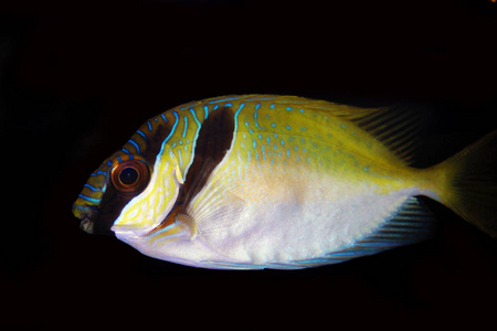 兔鱼两条铁条兔鱼(siganusvirgatus)照片