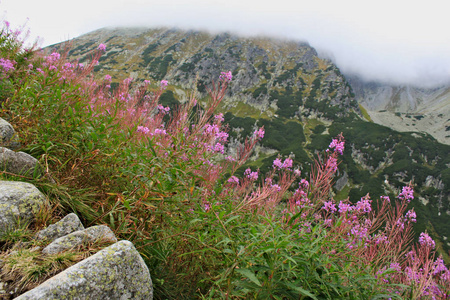 风景与粉红色的花在高高的波兰山在纹身。 林格顶部浓密的乳白色雾。