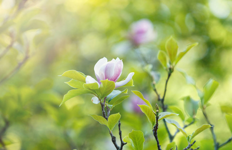 用阳光关闭紫色粉红色玉兰花。 春天开得很漂亮的树枝和绿叶。 玉兰花盛开的树。 自然泉背景