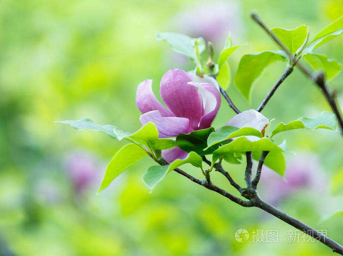 用阳光关闭紫色粉红色玉兰花春天开得很漂亮的树枝和绿叶玉兰花盛开的