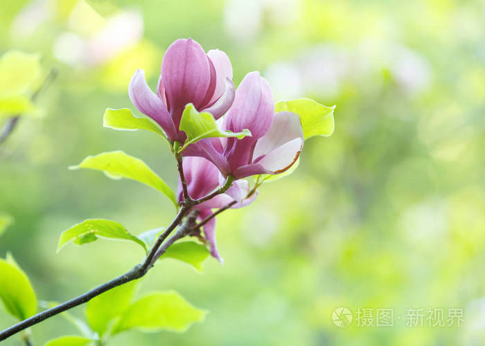 用阳光关闭紫色粉红色玉兰花春天开得很漂亮的树枝和绿叶玉兰花盛开的