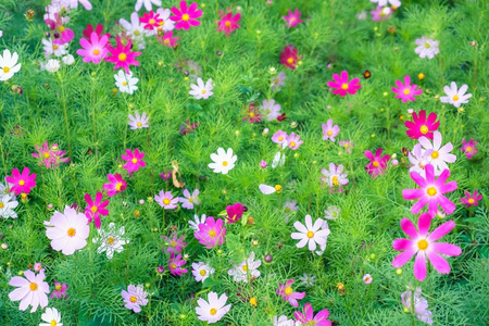 雏菊花粉红色花朵美丽的花瓣。 五彩缤纷。