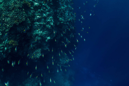 水下海洋世界，异国学校鱼