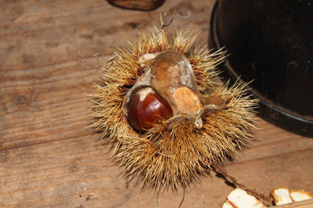 一个栗子放在木桌上的开壳里