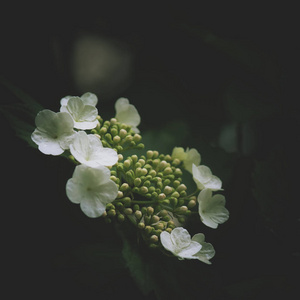 深绿色神秘的春天自然背景，白色花朵，户外自然，柔和的焦点，部分模糊的图像