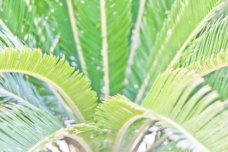 热带丛林棕榈叶，深绿色色调