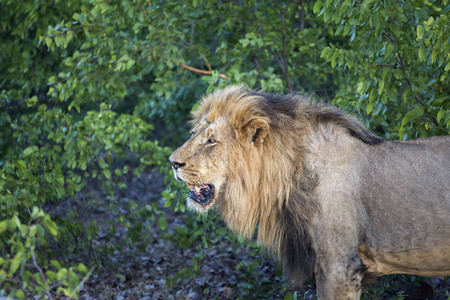  Specie Panthera leo family of Felidae