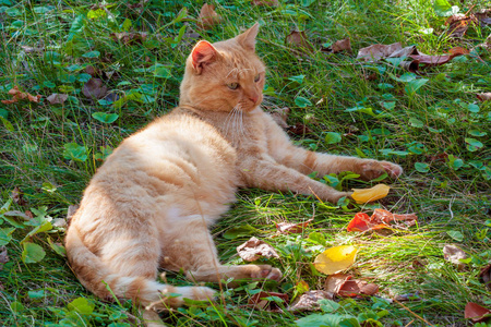 躺在绿草上的红猫