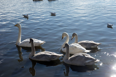 在夕阳的光线下. 日落时间在水中鸟的倒影.照片