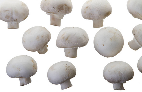 白色背景上有许多白色蘑菇