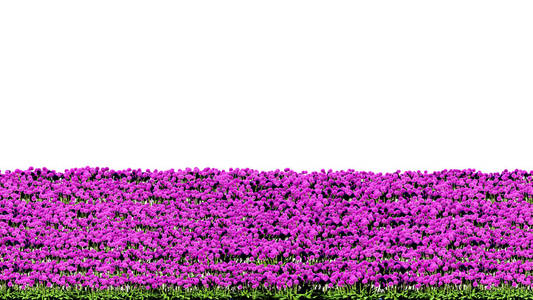 3D渲染隔离在白色背景上的一排花，供建筑使用，可以很容易地切割