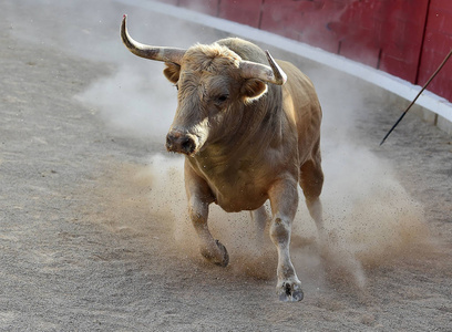 西班牙的公牛用大角奔跑着的传统奇观