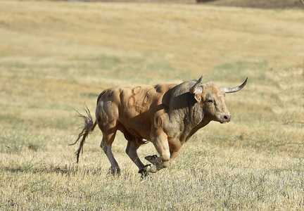 奔跑牛图片-奔跑牛素材-奔跑牛插画-摄图新视界
