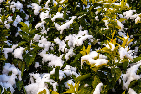 第一次降雪覆盖的橘树叶子