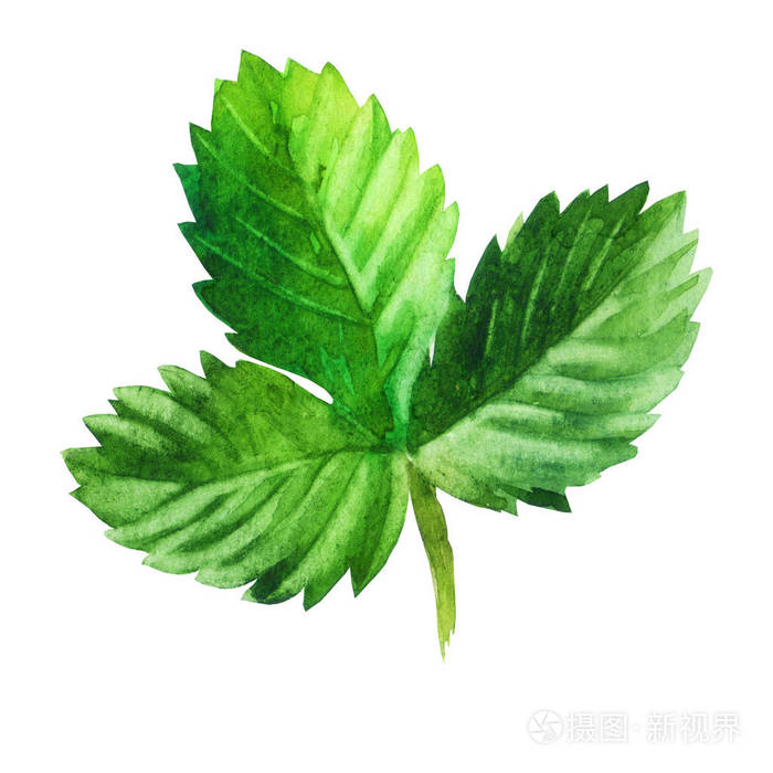 水彩插图草莓叶
