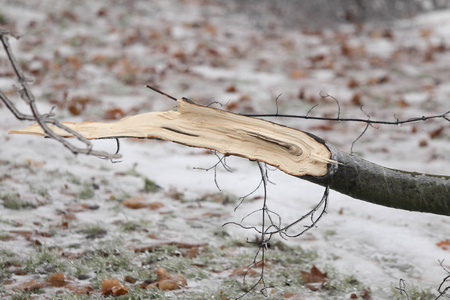冻雨后冰重导致树干和树枝断裂照片