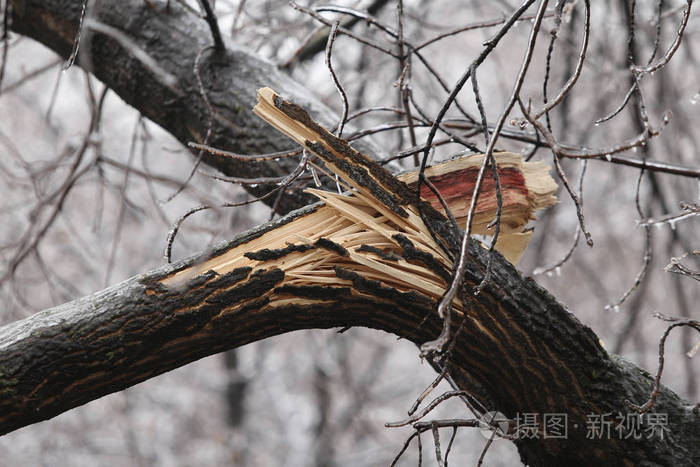 冻雨后冰重导致树干和树枝断裂照片-正版商用图片1893uu-摄图新视界
