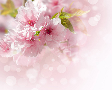 粉红色的樱花花孤立的白色背景。