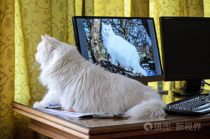 一只白猫坐在木桌上的显示器旁边照片 正版商用图片14pg 摄图新视界