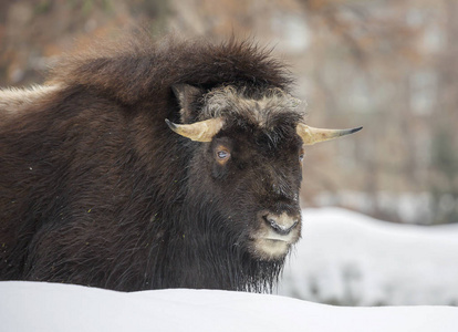 当被捕食者攻击时,这个戒指不会被打破,只有最近的攻击者抛出麝牛角